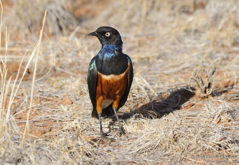 Superb Starling