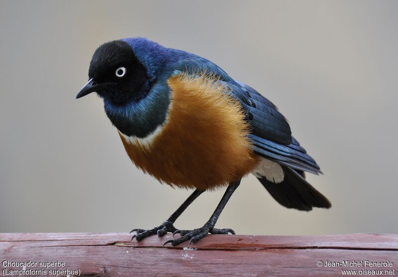 Superb Starling