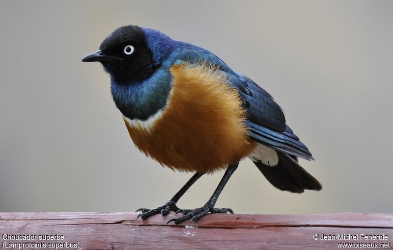 Superb Starling