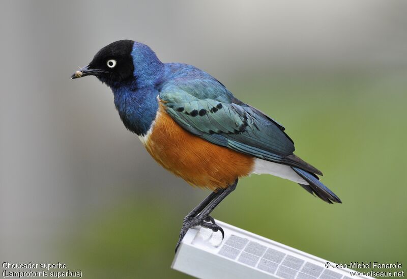 Superb Starling