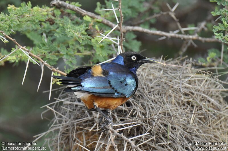 Superb Starling