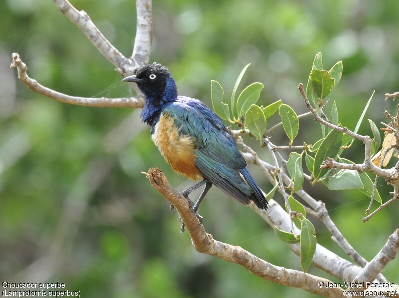 Superb Starling