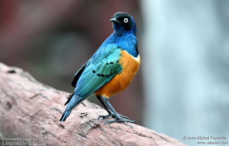 Superb Starling