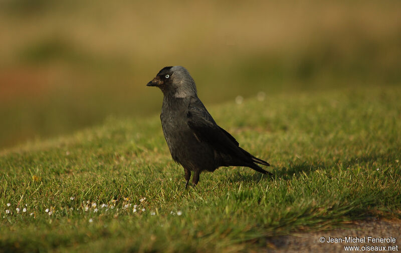 Western Jackdaw