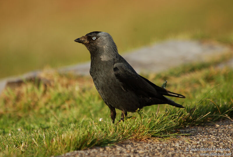 Western Jackdaw