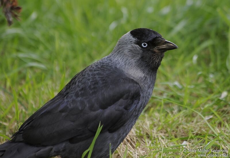 Western Jackdaw