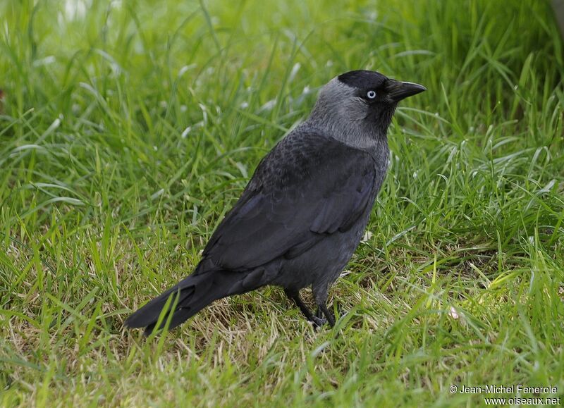 Western Jackdaw