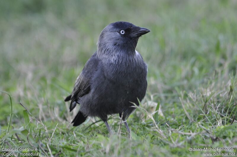 Western Jackdaw