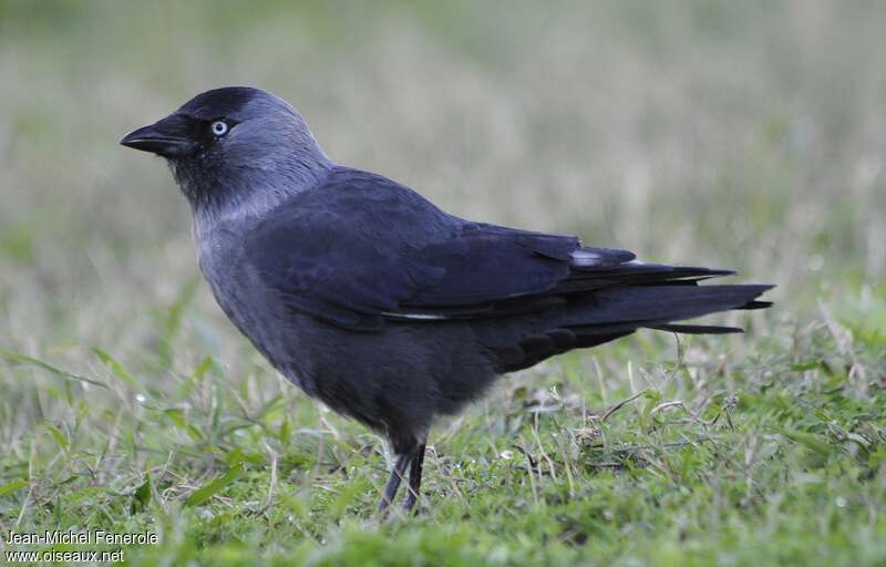 Western Jackdaw