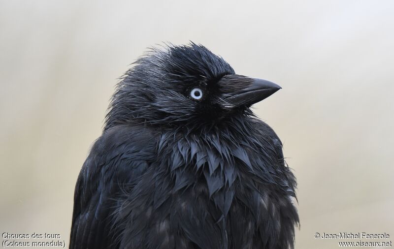 Western Jackdaw