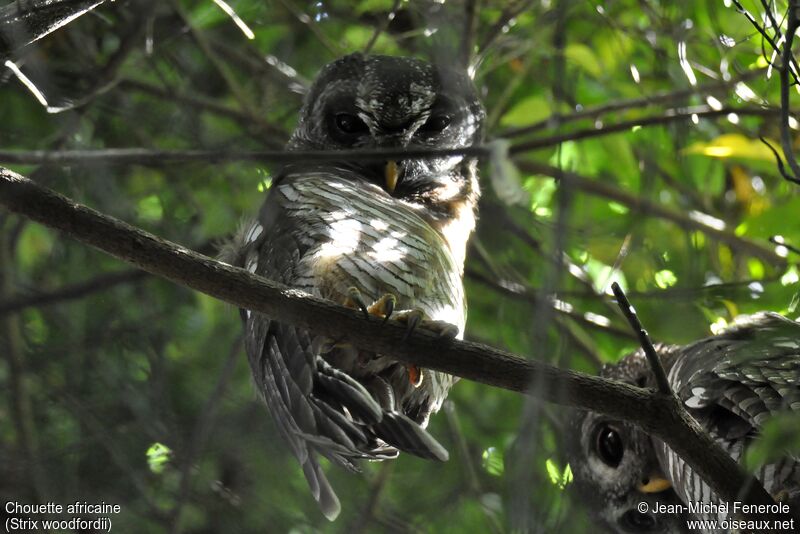 African Wood Owl