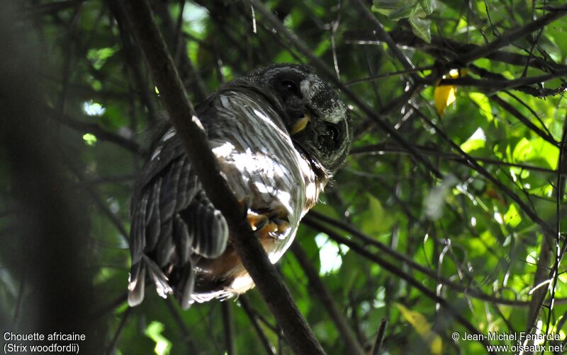 African Wood Owl