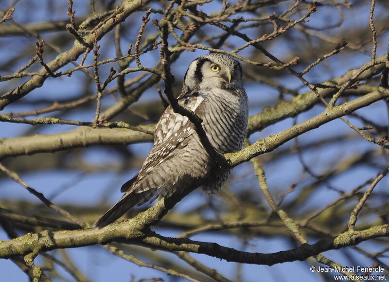 Northern Hawk-Owl