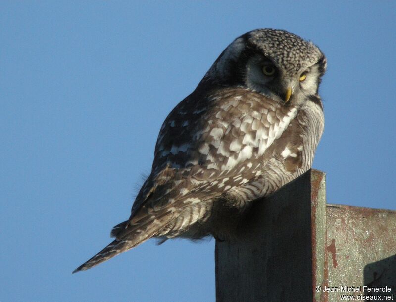 Northern Hawk-Owl