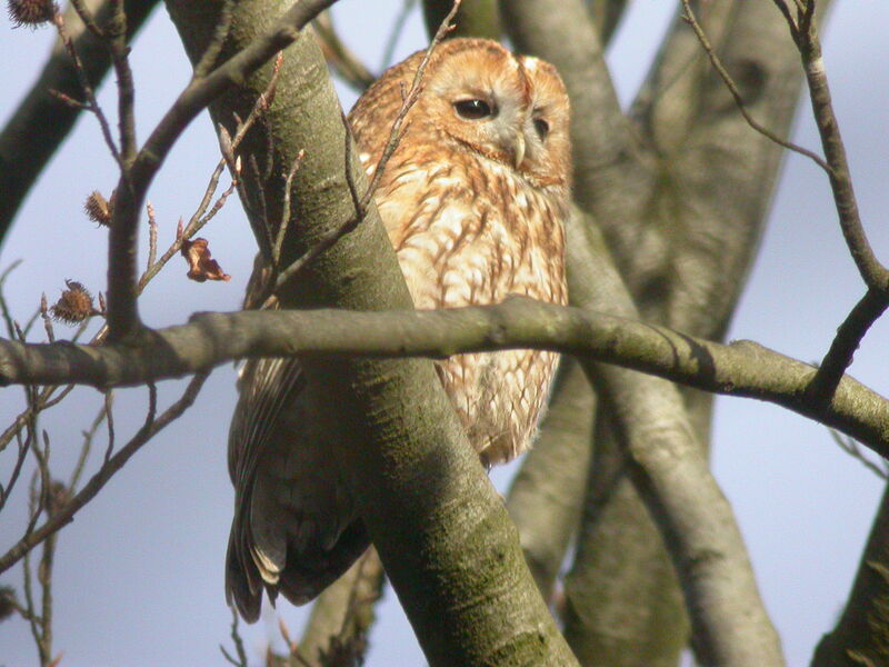 Tawny Owl