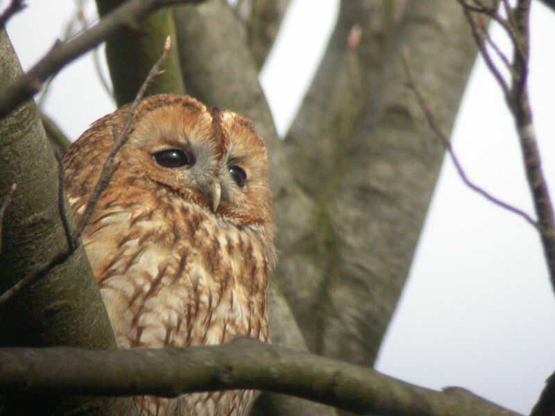 Tawny Owl