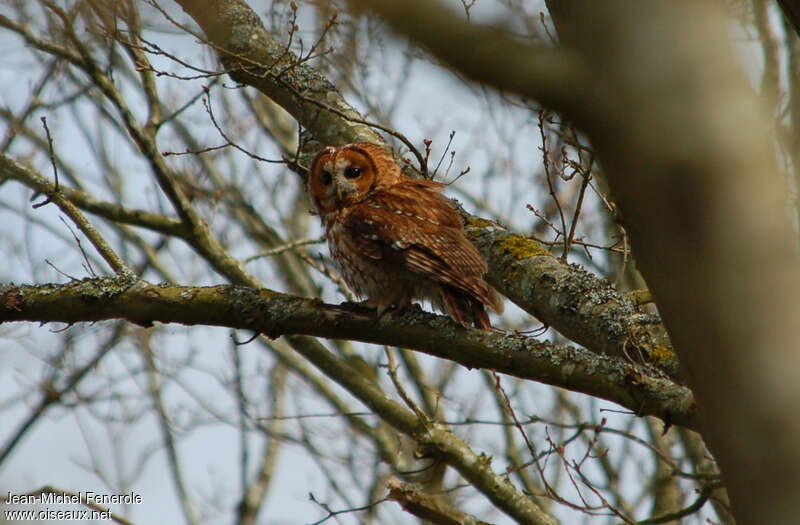 Tawny Owladult, identification