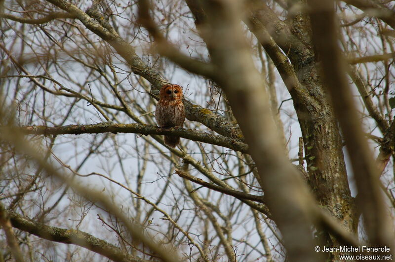 Tawny Owl