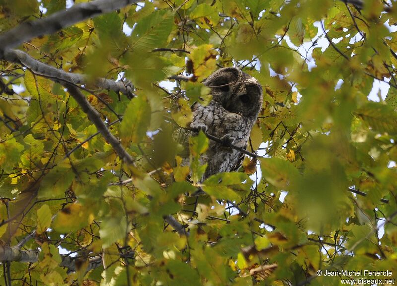 Tawny Owl