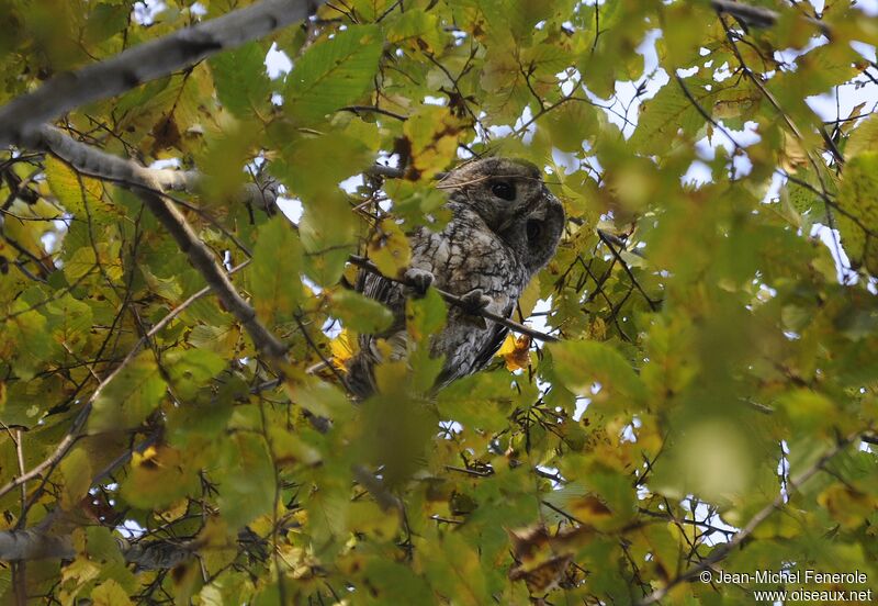 Tawny Owl