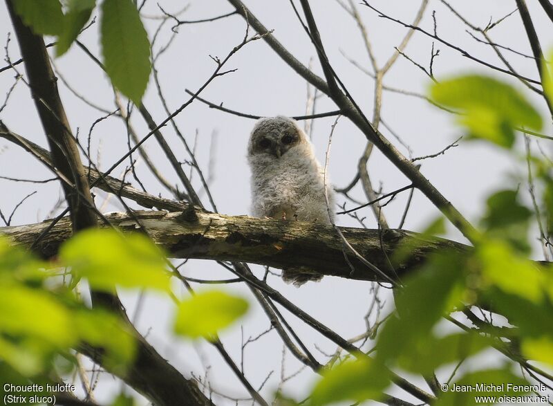 Tawny Owl