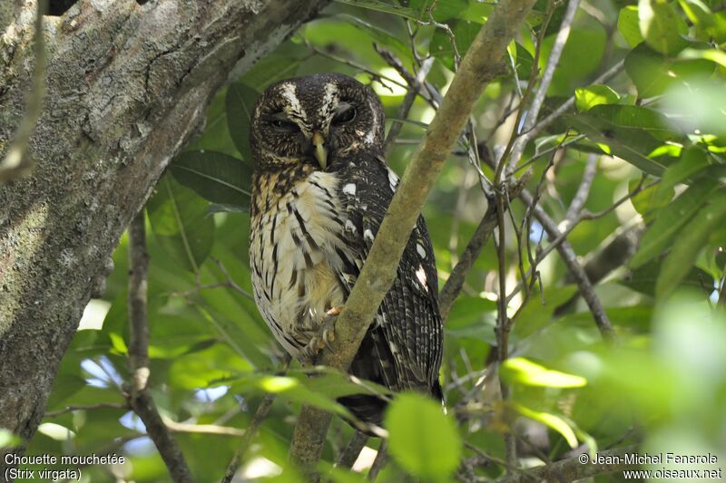 Mottled Owladult