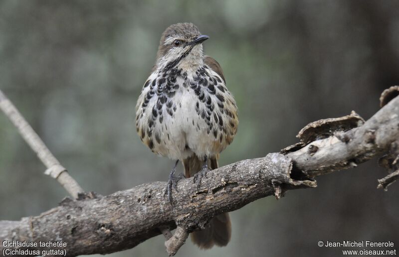 Spotted Palm Thrush