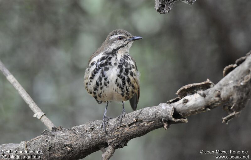 Spotted Palm Thrush