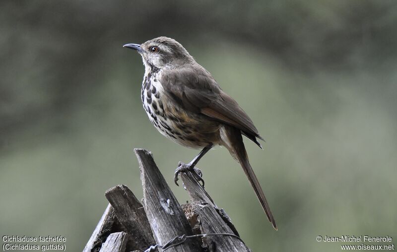 Spotted Palm Thrush