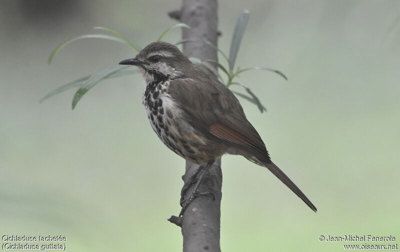 Spotted Palm Thrush