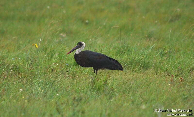 African Woolly-necked Stork