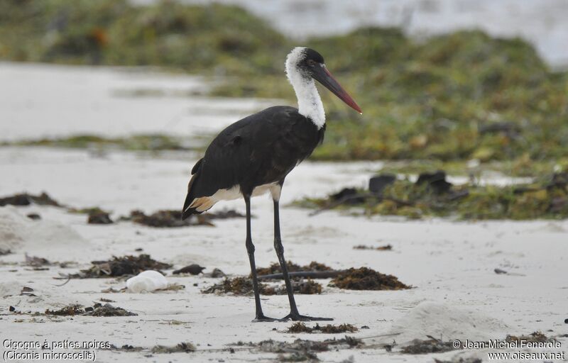 Cigogne à pattes noires