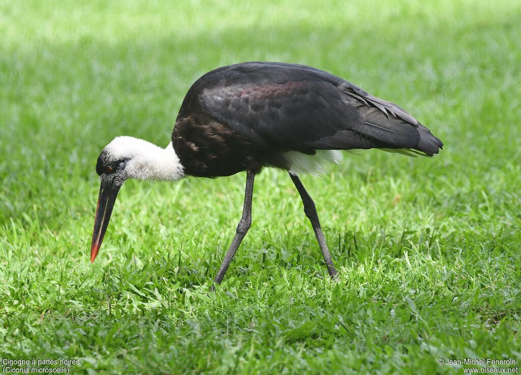 Cigogne à pattes noires