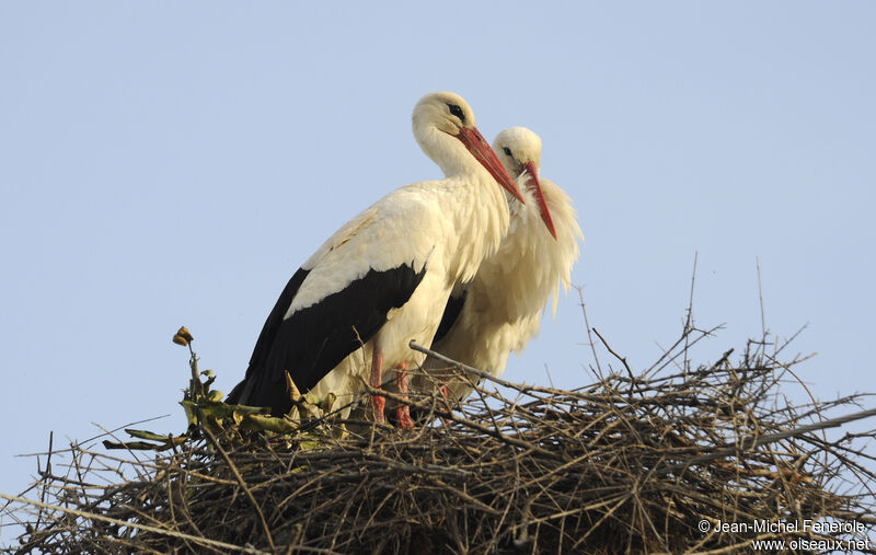 White Stork adult