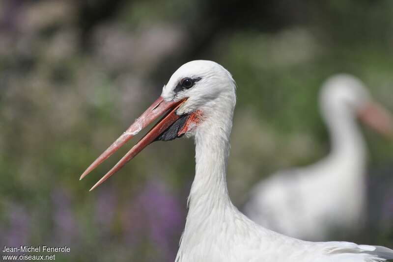 White Storkadult, close-up portrait