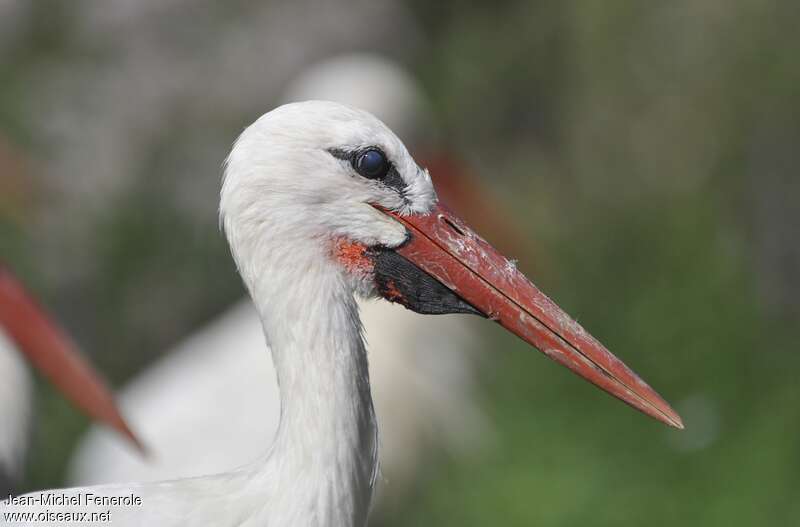 White Storkadult, close-up portrait