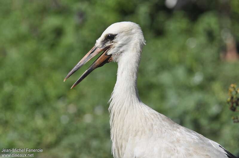 White Storkjuvenile, close-up portrait