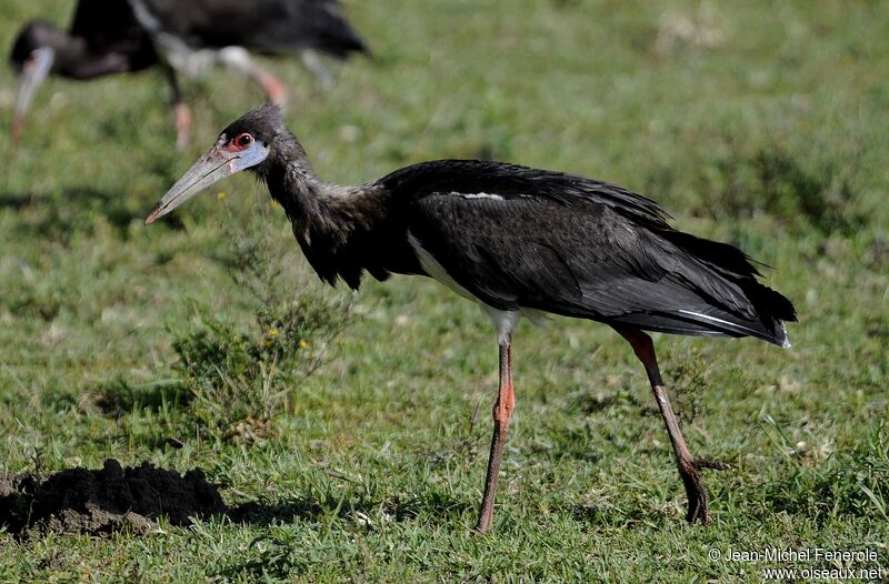 Abdim's Stork