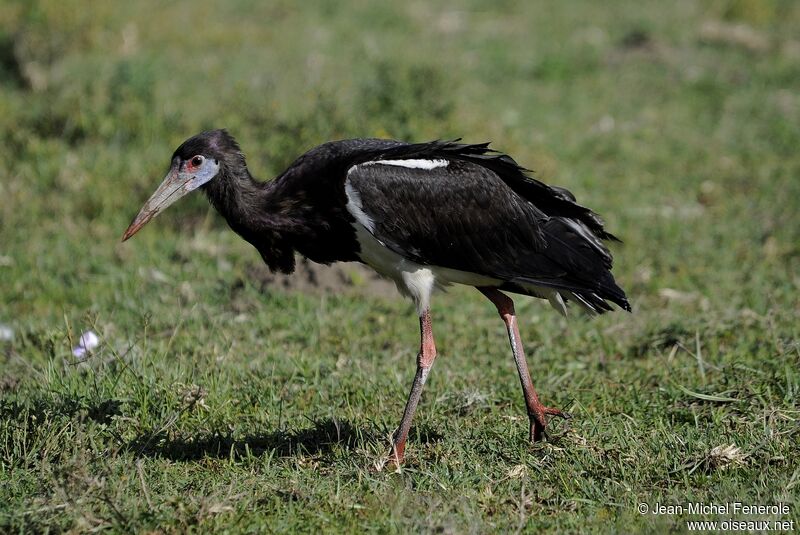 Abdim's Stork