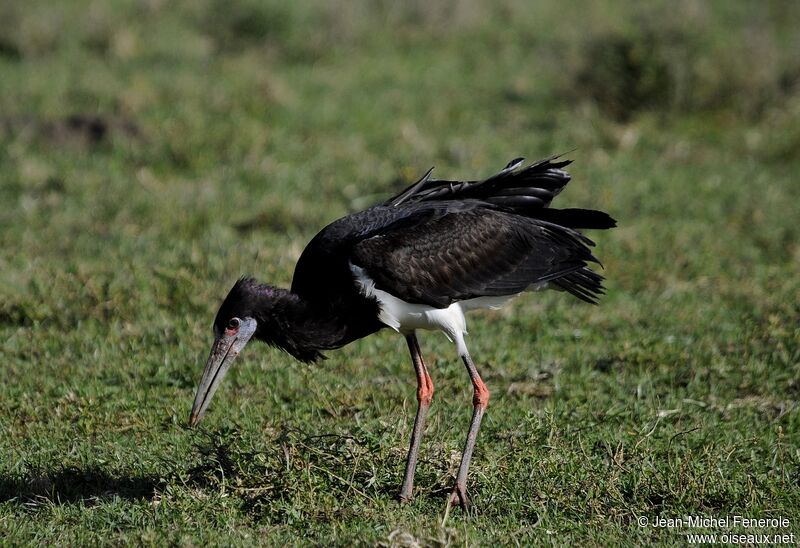 Abdim's Stork