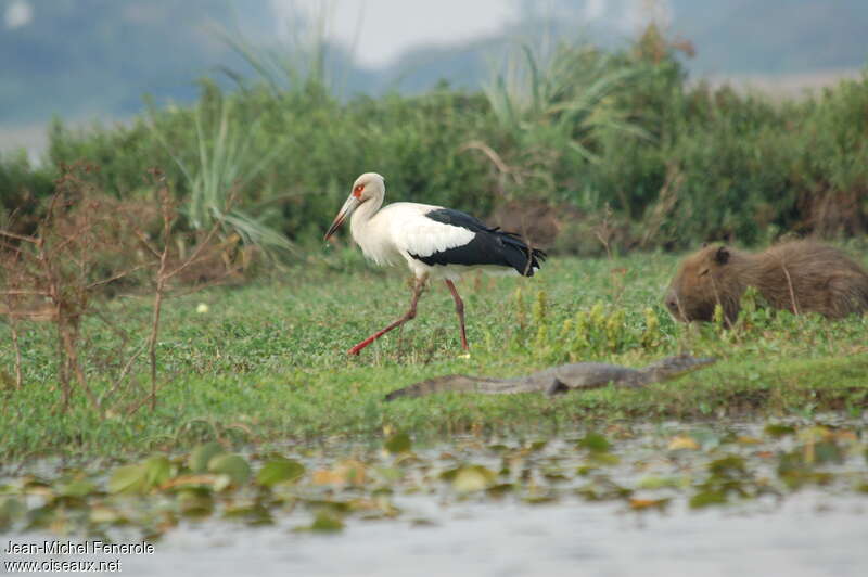 Maguari Storkadult, habitat, walking