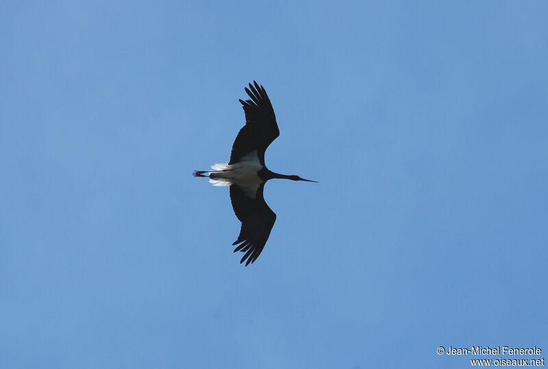 Cigogne noireadulte