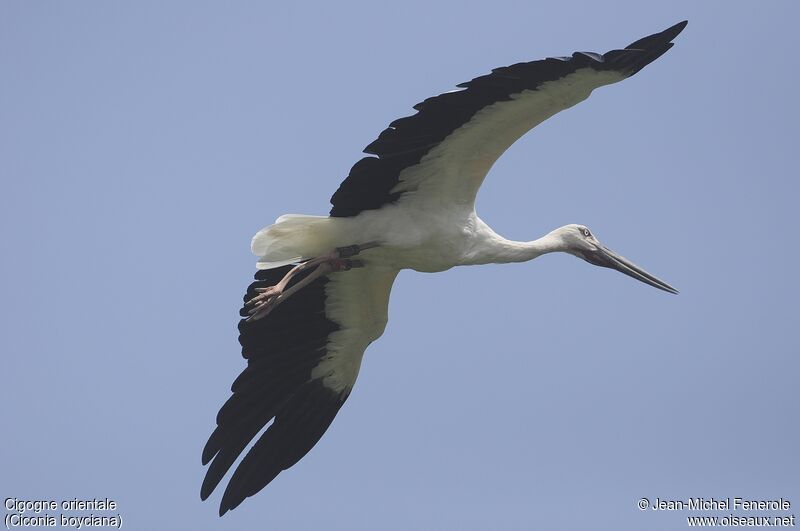 Oriental Stork