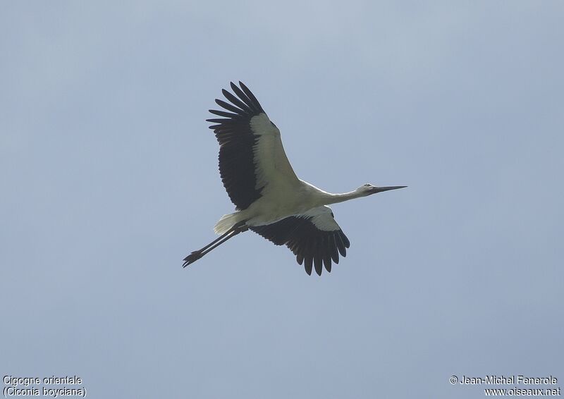 Cigogne orientale