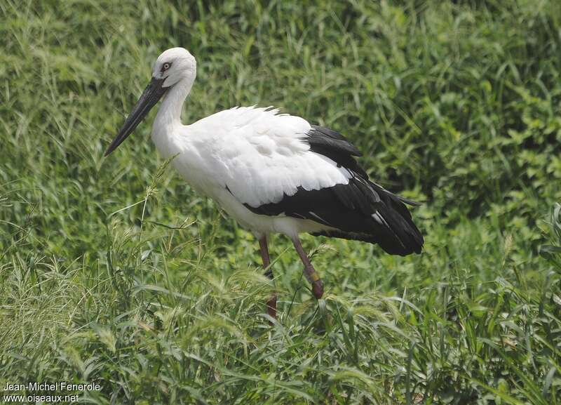 Cigogne orientale