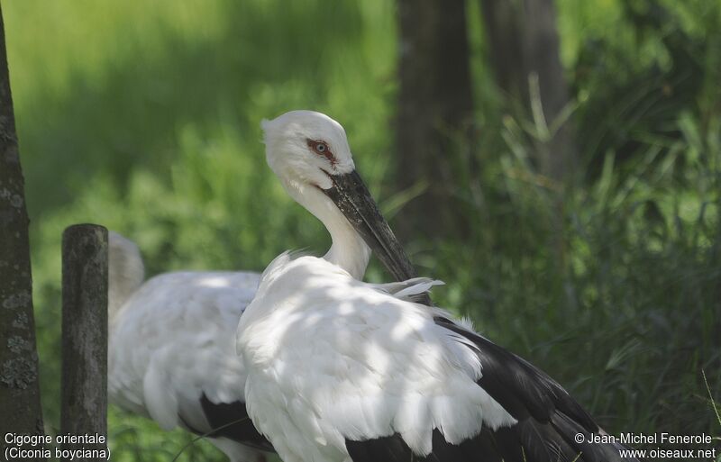 Cigogne orientale