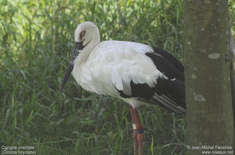 Oriental Stork