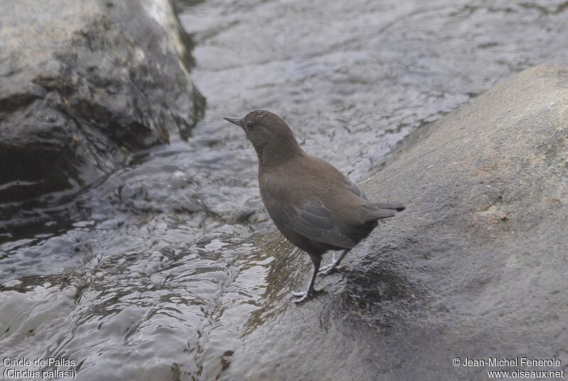 Brown Dipper