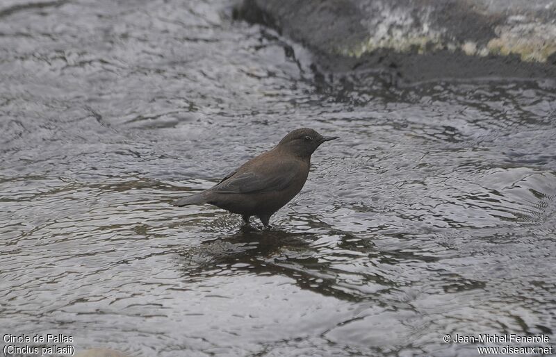 Brown Dipper