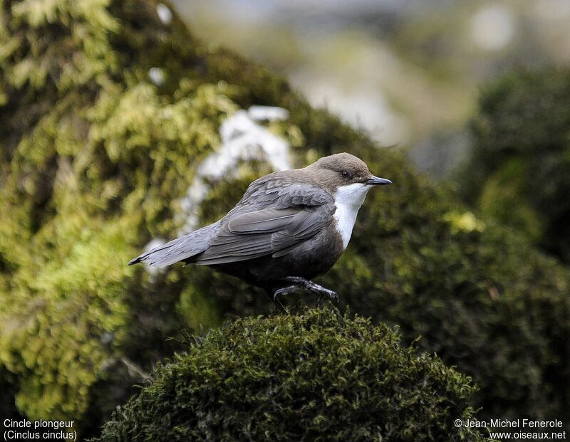 White-throated Dipper